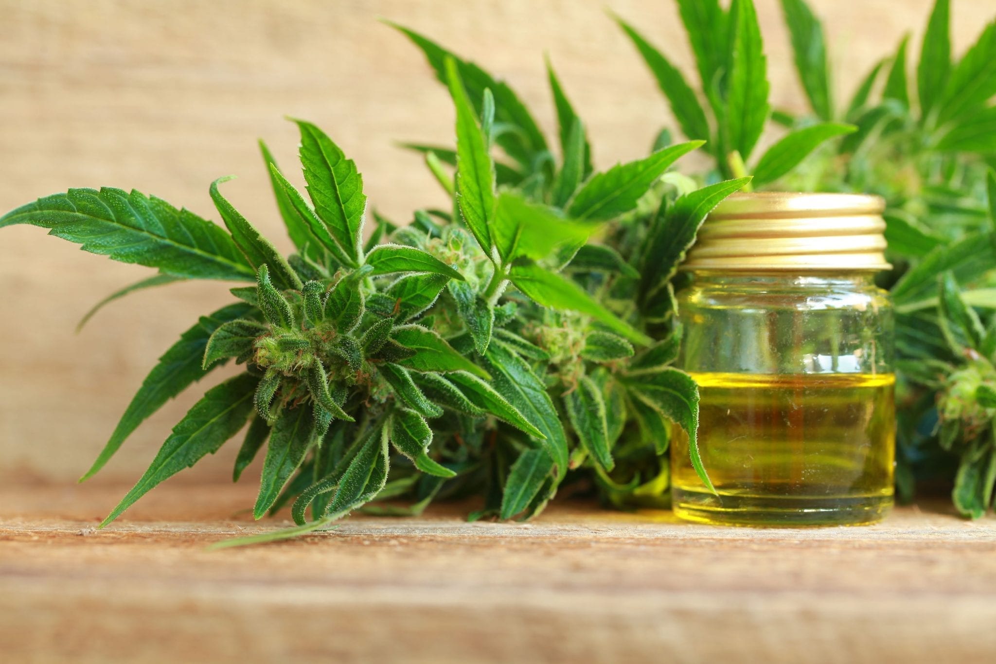 Business plan for hemp production